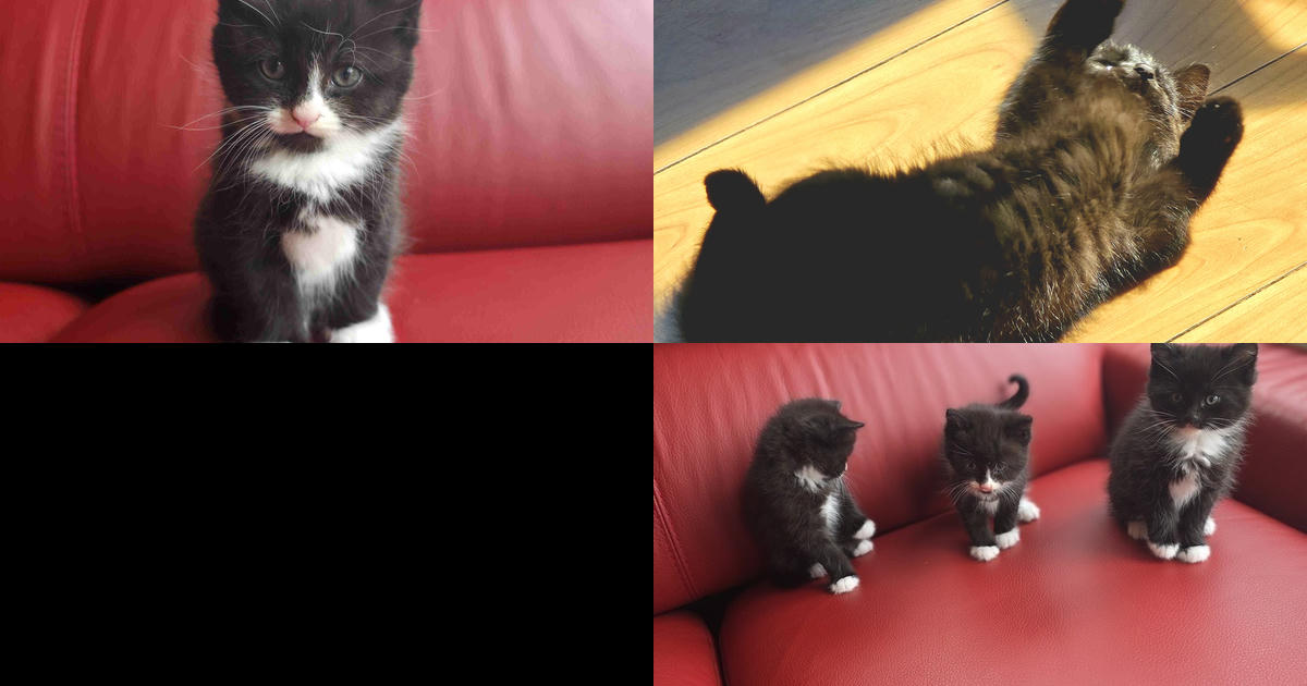 cats