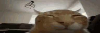 cat-meow.gif